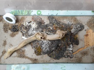 Terrarium vue haute., Les terrariums d'Eloa