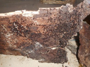 La surprise ... ., Les terrariums d'Eloa