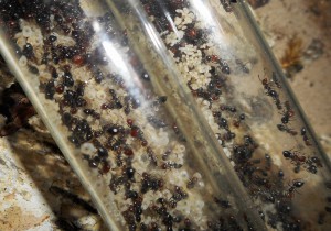 Zoom d'une partie du couvain., Les terrariums d'Eloa