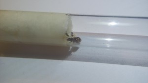 La fondation aujourd'hui, Les colonies, fondations et gynes de Max