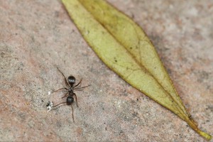 Serviformica (5-6 mm), Les fourmis d'Andalousie (Espagne)