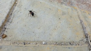 Enfin une Camponotus ! Une major de Camponotus barbaricus peut-être ?, Les fourmis d'Andalousie (Espagne)