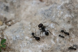 Messor minor, media et major, Les fourmis d'Andalousie (Espagne)