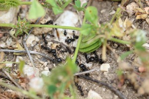 Une des entrées du nid des Messor, Les fourmis d'Andalousie (Espagne)