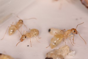 Camponotus turkestanus, [Blog] Les Camponotus turkestanus eaubonnaises