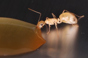 Camponotus turkestanus qui boit, [Blog] Les Camponotus turkestanus eaubonnaises