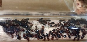Camponotus lateralis, Présentation de mes fondations et colonies
