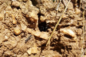 Aphaenogaster senilis, Les fourmis d'Andalousie (Espagne)