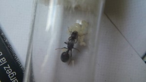 évolution du couvain 2, Les colonies, fondations et gynes de Max