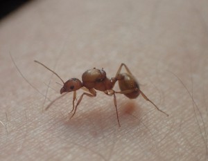 Espèce inconnue, [Aphaenogaster splendida] Une identification peu courante - Athens edition