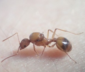 Espèce inconnue, [Aphaenogaster splendida] Une identification peu courante - Athens edition