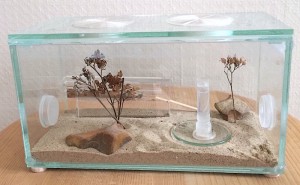 Temnothorax nylanderi, nid en verre et tubes, Présentation de mes fondations et colonies