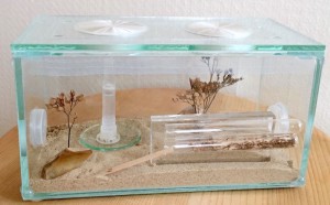 Temnothorax nylanderi, nid en verre et tubes, Présentation de mes fondations et colonies