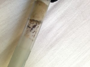 Voilà une photo, dégueu, de ma fondation de Pheidole pallidula, [Blog] Pheidole pallidula : une histoire de mandibules