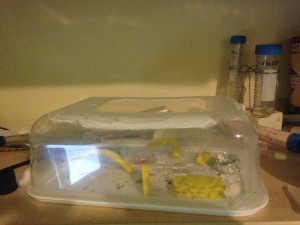 Magnifique hein ? Les décors sont en pâte F*MO jaune, exquis non ?, [Blog] Pheidole pallidula : une histoire de mandibules