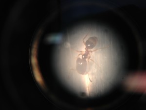 Major Pheidole pallidula, [Blog] Pheidole pallidula : une histoire de mandibules