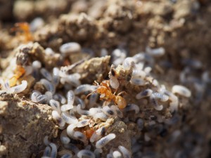 Lasius cf myops, Liste du matériel photographique utilisé, par membre du forum