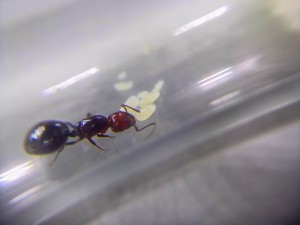 Crematogaster scutellaris, Tout mon petit monde !