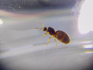 Lasius sp. jaune, Tout mon petit monde !