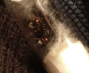 Madame la mystérieuse, Croissance hasardeuse Messor barbarus