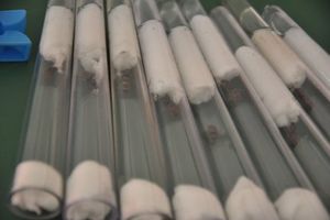 [blog] Lasius sur parking pour 1er élevage, Dsc_2252bis.jpg