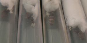 [blog] Lasius sur parking pour 1er élevage, Image1.jpg