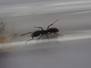 cliché 1, [Blog] Pachycondyla (ectomomyrmex) astuta