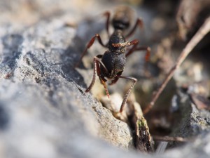 cliché 3, [Blog] Pachycondyla (ectomomyrmex) astuta