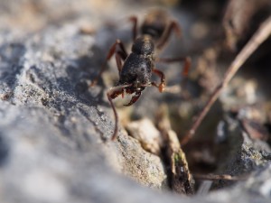cliché 4, [Blog] Pachycondyla (ectomomyrmex) astuta