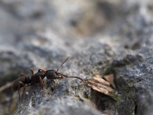 cliché 5, [Blog] Pachycondyla (ectomomyrmex) astuta