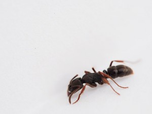 cliché 6, [Blog] Pachycondyla (ectomomyrmex) astuta
