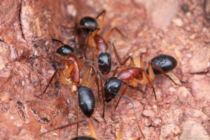 C. nigriceps, [Blog] Camponotus consobrinus et nigriceps