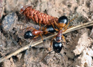 C. consobrinus, [Blog] Camponotus consobrinus et nigriceps