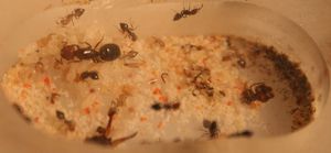 [Blog] Crematogaster scutellaris - Nid présentoir à épices, Crematogaster et son bordel.jpg