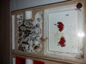 Vue d'ensemble nid Camponotus cruentatus, [Blog] Camponotus cruentatus d'Harpeg