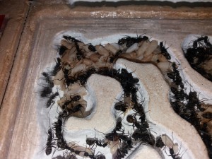 Camponotus cruentatus 1 (25/03/17), [Blog] Camponotus cruentatus d'Harpeg