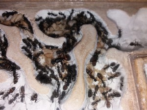 Camponotus cruentatus 2 (25/03/17), [Blog] Camponotus cruentatus d'Harpeg