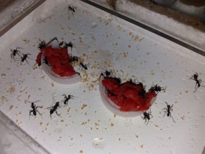 ADC Camponotus cruentatus (25/03/17), [Blog] Camponotus cruentatus d'Harpeg