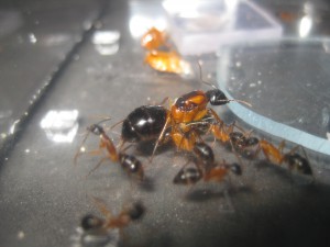 C.consobrinus, [Blog] Camponotus consobrinus et nigriceps