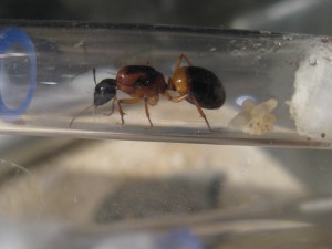 C.consobrinus, [Blog] Camponotus consobrinus et nigriceps
