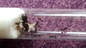 Je fonde, je fonde..., [Blog] Messor bouvieri de Salto