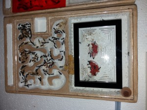 Vue d'ensemble nid Camponotus vagus, **Fin** [Blog] Camponotus vagus d'Harpeg