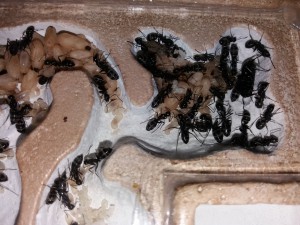 Camponotus vagus (gyne et couvain) 26/03/17, **Fin** [Blog] Camponotus vagus d'Harpeg