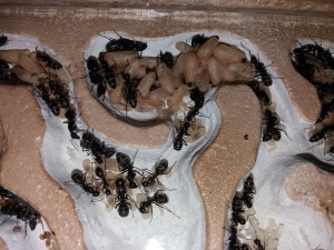 Camponotus vagus (couvain) 26/03/17, **Fin** [Blog] Camponotus vagus d'Harpeg