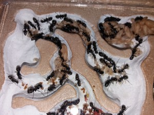 Camponotus vagus 26/03/17, **Fin** [Blog] Camponotus vagus d'Harpeg