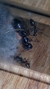 Camponotus sp. Guyane, La taverne des fourmis