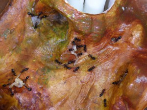 Crematogaster scutellaris à la &quot;chasse&quot;, Nid en bois dans un Mancala pour Crematogaster scutellaris