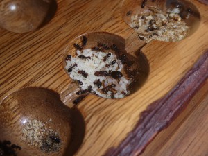 Crematogaster scutellaris dans un nid en bois verni, Nid en bois dans un Mancala pour Crematogaster scutellaris
