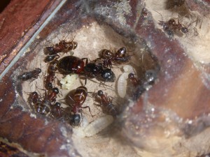Colonie de Camponotus ligniperdus, Installation de Camponotus ligniperdus