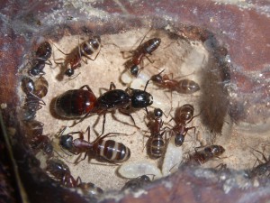 Colonie de Camponotus ligniperdus, Installation de Camponotus ligniperdus